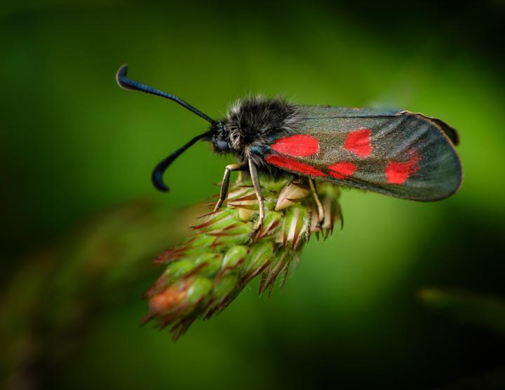 3I Sechsfleck-Widderchen, Albstadt ©Bärbel Schmidt