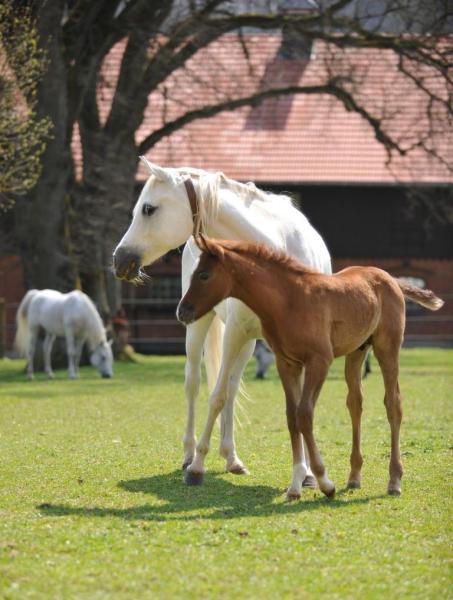 Araberstute mit Fohlen auf den Stutenweiden Foto Stephan Kube