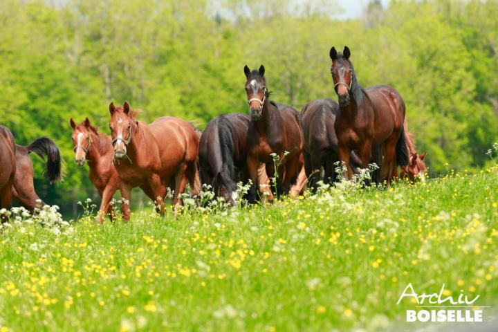 Aufzucht 2016-Archiv Boiselle (1)