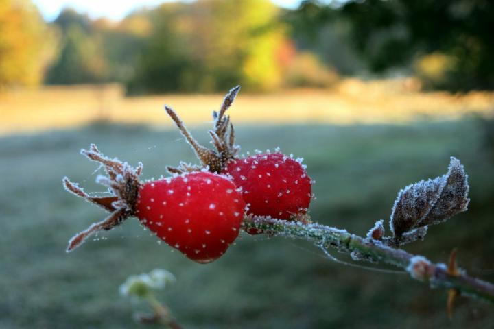 Hagebutten im Frost