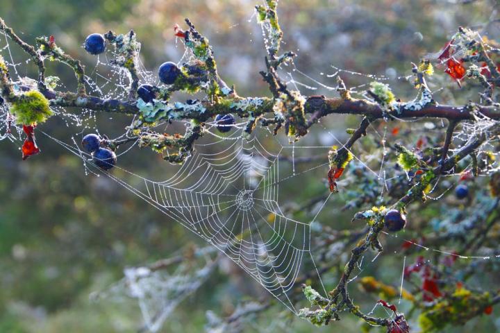 Heike Schmitdt-Scheub_Oktoberstimmung Wacholderheide