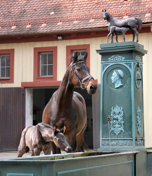 Hengstfohlen von Laurel mit Marbacher Hauptgestütsstute am Stutenbrummen Foto Claudia Gille
