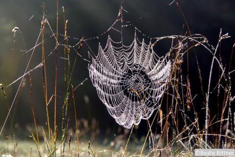 1I Spinnennetz mit Tautropfen unterhalb des Sternbergs in Gomadingen ©Beate Bittner