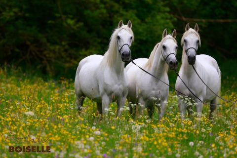 Araberstuten des Hauptgestüts Marbach ©Boiselle