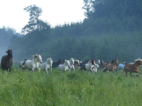 Pferdeherde, Reitzeit