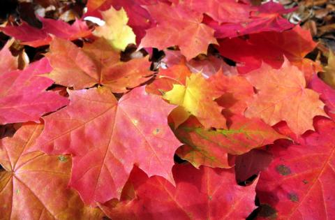 Farbenfrohe Ausflugstipps: Münsingen im Herbst