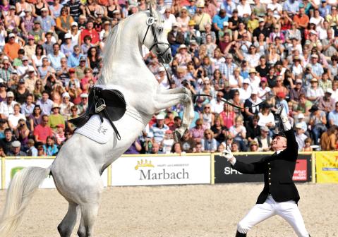 Gestüt Marbach_Hengstparade ©Gestüt Marbach