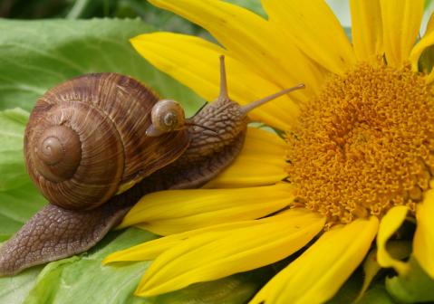 Albschnecken