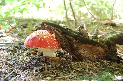 Natur pur Pilz