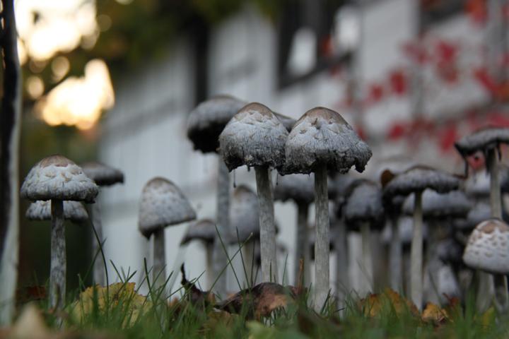 Pilze im Garten